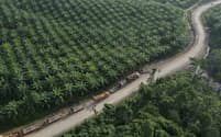 Scorching conditions from the El Nino weather pattern are expected to crimp production at palm oil plantations like this one in Indonesia’s East Kalimantan province.