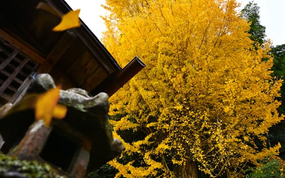 池尾の寺に立つイチョウの大木。初冬の風に吹かれ、黄色の葉を落としていた