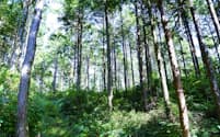 マツダがクレジットを購入した岡山県内の森