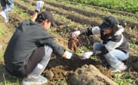 「太田さつまいもフード・ツーリズム」では耕作放棄地を活用したサツマイモ掘り体験を行い、食育にもつなげる（群馬県太田市）