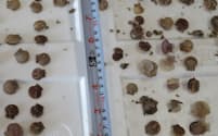 平内町漁業協同組合の調査では、貝殻が開いた状態のへい死したホタテ稚貝が多く見られた（同漁協提供）