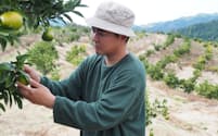 松田さんは加工品の開発などで伊予柑の付加価値を高めてミカン畑を維持する（松山市）