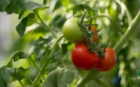 グランドグリーンが名古屋大学で開発を進める高糖度のトマト