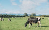 鈴木牧場では無農薬・無化学肥料の牧草と放牧だけで牛を育てる「グラスフェッド」に取り組む