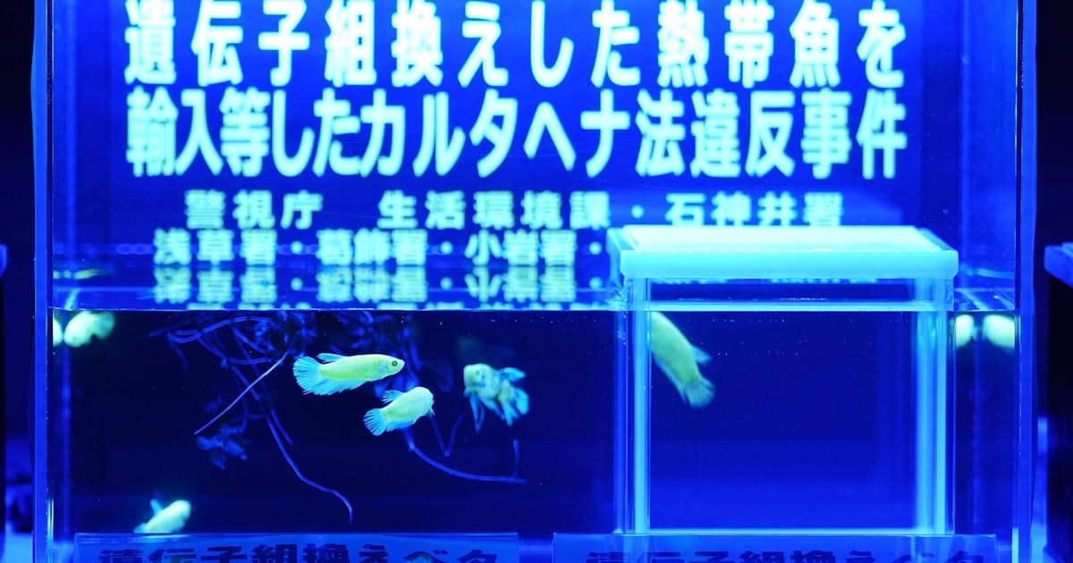 光る熱帯魚を未承認飼育疑い　販売店経営の夫婦逮捕 - 日本経済新聞