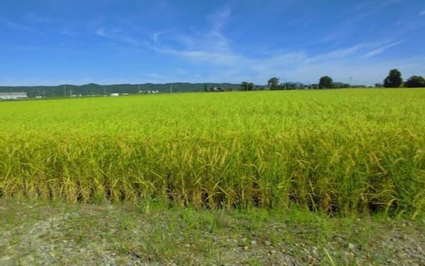 コメ現物市場には価格指標としての役割が期待されているが……