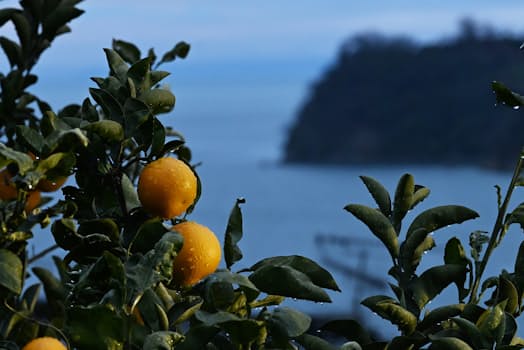 地蔵鼻の岬を望む高台で、収穫を待つハッサク。雨が上がった島は朝を迎えた。因島はハッサク発祥の地とされ、１月は収穫のピークだ