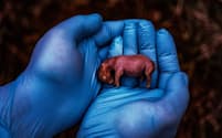 妊娠70日のミナミシロサイ（オス）の胎児。母親が感染症により死亡したものの、ケニアのオルペジェタ保護区の国際研究チームはサイの胚移植に初めて成功した。研究チームは、自分たちの新しい胚移植技術が、絶滅の危機に瀕しているキタシロサイを救う一助になることを期待している。（PHOTOGRAPH BY AMI VITALE）