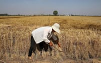 小麦やトウモロコシなど主要穀物は潤沢な供給と産地の価格競争により価格が下落している＝ロイター