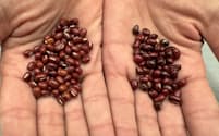 北海道産の小豆（右）は、猛暑の影響で供給が減る見通しだ