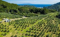 伊豆急ホールディングスが栽培するオリーブの農園