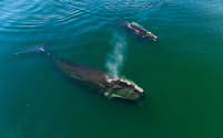 米国ケープコッド湾の海面近くで食事をするタイセイヨウセミクジラ。米国東海岸沿いにはかつて数千頭が暮らしていたが、現在その数は350頭近くまで落ち込んでいる。（PHOTOGRAPH BY BRIAN SKERRY AND STEVE DE NEEF）