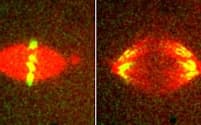 細胞分裂の前に起きる「染色体分配」を捉えた顕微鏡写真。紡錘体（赤色）が染色体（黄色）を正確に分ける＝国立遺伝学研究所提供