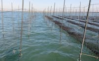 三重県桑名市沖のアサクサノリの養殖研究。食害対策を行った右側ではノリが生育している