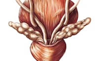 膀胱の下に位置する前立腺のイラスト。「アスクレピオス人体解剖学アトラス」より。（ILLUSTRATION BY ASKLEPIOS MEDICAL ATLAS, SCIENCE PHOTO LIBRARY）
