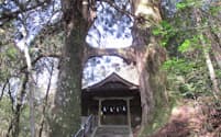 大きなスギの木2本が水平な枝で結ばれている（高知県南国市）