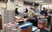高級フルーツ店に出荷するイチゴを選別するインドネシア人（1月、茨城県鉾田市）