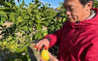 ポッカサッポロは広島県でレモン栽培を拡大している