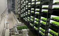 テクノファーム袋井はLEDによる人工光でレタスを栽培する（１日、静岡県袋井市）