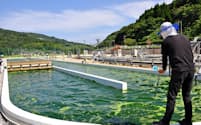 デンソーは熊本県天草市で藻類の量産に向けた培養研究を進めている