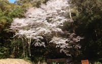 満開間近のクマノザクラ標本木（３月８日撮影、和歌山県古座川町）