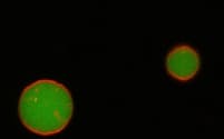 細胞と同じくらいの大きさの微粒子に薬を詰めれば、養殖現場で病気を防ぐのに役立つ＝東京農工大学提供