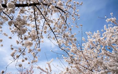 Cherry blossoms bloom along the Tidal Basin in Washington, U.S., March 19, 2024. REUTERS/Bonnie Cash