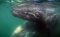 コククジラ(写真はメキシコ、バハカリフォルニア州の海を泳ぐメスとその子ども)は1700年代後半以降、捕鯨によって大西洋からはほぼ一掃されてしまった。(PHOTOGRAPH BY HIROYA MINAKUCHI/MINDEN PICTURE)