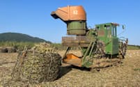 干ばつや肥料高のなかでサトウキビ生産の苦闘が続く（３月、石垣島）