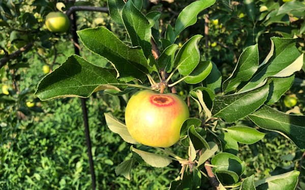 記録的な猛暑で被害を受けた山形県のリンゴ