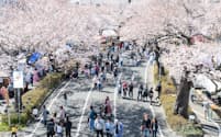 茨城県日立市は春の風物詩「第59回日立さくらまつり」を開催する（写真は昨年の様子）＝日立市観光物産協会提供