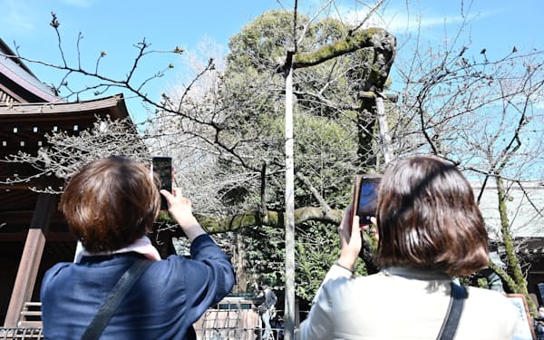 開花した標本木のソメイヨシノ（29日、東京都千代田区の靖国神社）