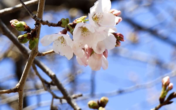 開花した二条城内にあるソメイヨシノ=29日午後、京都市