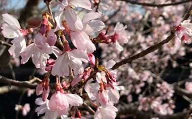 桜の開花が順調に進む（東京都町田市）