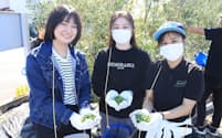 城西国際大学の学生がボランティアとしてオリーブの収穫を手伝う（23年10月、千葉県東金市）