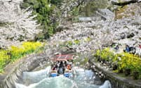 琵琶湖疏水に咲く桜と菜の花の共演