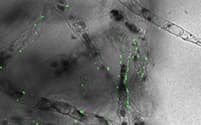 開発した微粒子を褐藻の一種のシオミドロに作用させた様子。RNAについた蛍光色素が取り込まれて光っている＝理化学研究所の沼田圭司チームリーダー提供