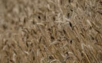 小麦の国際価格は低迷している＝ロイター