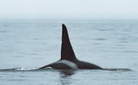 太平洋のシャチには、「オーシャニック（外洋）型」と呼ばれる第4のタイプが存在する可能性がある。画像は、米国カリフォルニアのモントレー湾を泳ぐオーシャニック型のシャチ。（PHOTOGRAPH BY SLATER MOORE PHOTOGRAPHY）