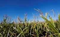 アルゼンチンでは、高温で乾燥した気候が穀物の病気を媒介する虫を大量発生させている＝ロイター