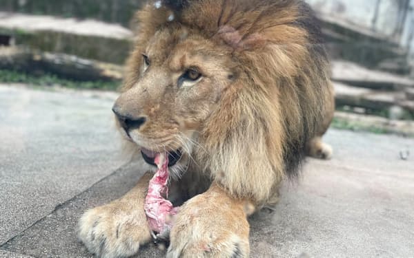 駆除されたシカの肉を食べるライオン（広島市安佐動物公園）