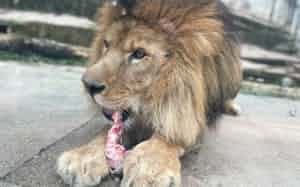 駆除されたシカの肉を食べるライオン(広島市安佐動物公園)