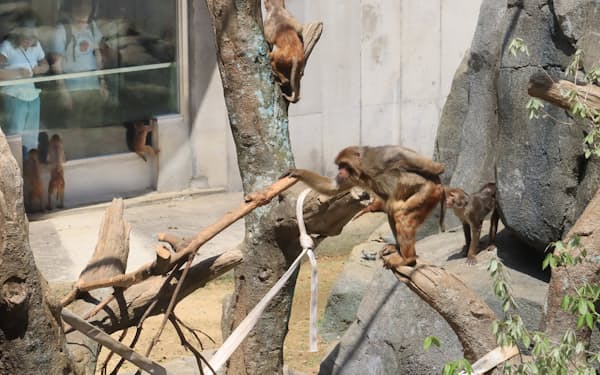 東武動物公園が新たに導入した木々で遊ぶサルたち（4月、埼玉県宮代町）