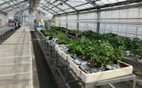 ホーブは年間4000〜5000種の種苗を使い新しいイチゴを開発する（４月、北海道東神楽町の研究施設）