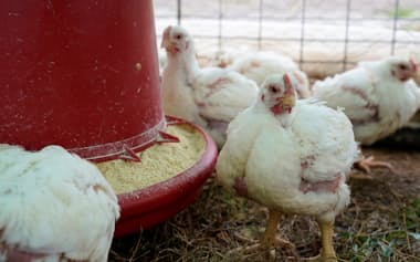 米南部オクラホマ州の養鶏所=ロイター