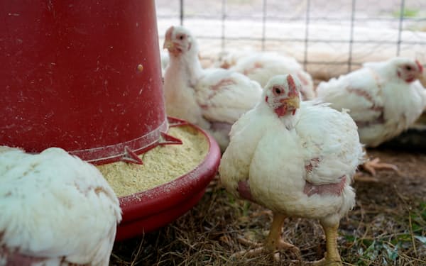 米南部オクラホマ州の養鶏所=ロイター