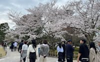 桜のシーズンを迎え多くの観光客が訪れた兼六園
