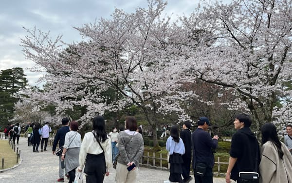 桜のシーズンを迎え多くの観光客が訪れた兼六園