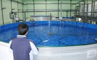 かもめミライ水産、サバの陸上養殖施設完成（23日、福島県浪江町）
