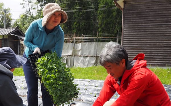 能登半島地震で被災したベジュールの畑で葉物野菜「ケール」の植え替えが始まった（23日、石川県珠洲市）